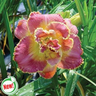 Unlock the Stars Daylily Thumbnail